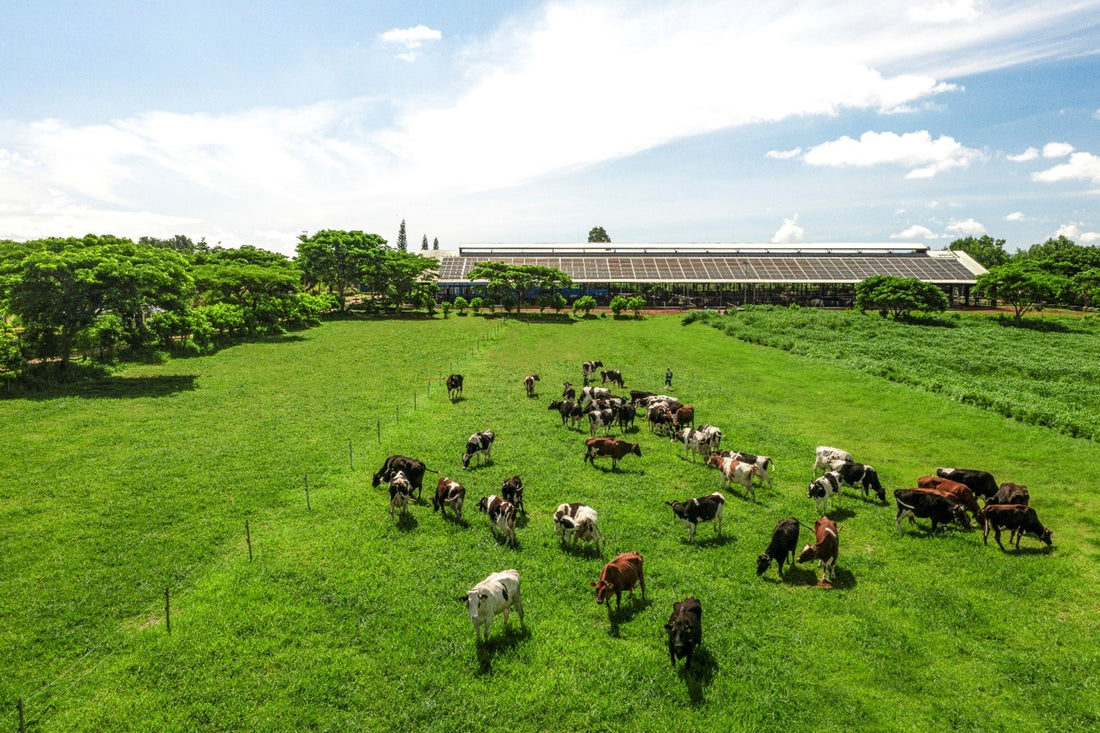 TẤT TẦN TẬT NHỮNG ĐIỀU ĐẶC BIỆT VỀ SỮA HÚT CHÂN KHÔNG VINAMILK GREEN FARM